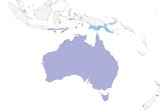 Distribution of the Australian Hobby - Range Map