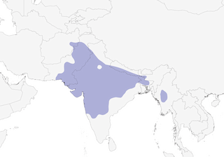 Distribution of the Laggar Falcon - Range Map