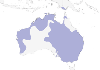 Distribution of the Little Corella - Range Map