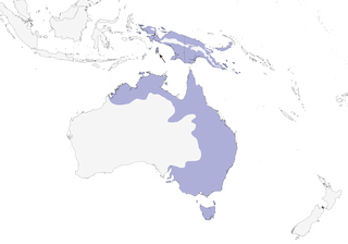 Distribution of the Sulphur-crested Cockatoo - Range Map
