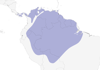Distribution of the Yellow-crowned Parrot - Range Map