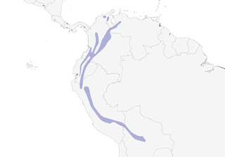 Distribution of the Scaly-naped Amazon - Range Map