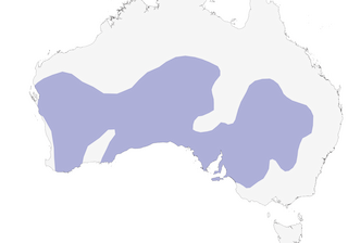 Distribution of the Mulga Parrot - Range Map