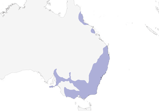 Distribution of the Crimson Rosella - Range Map