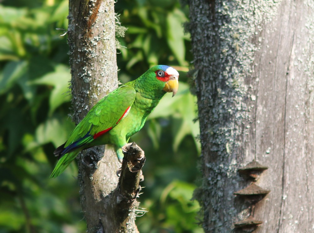 White-fronted Parrot - Amy McAndrews