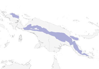 Distribution of the Yellow-billed Lorikeet - Range Map