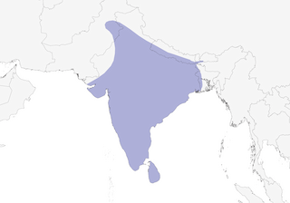 Distribution of the Plum-headed Parakeet - Range Map