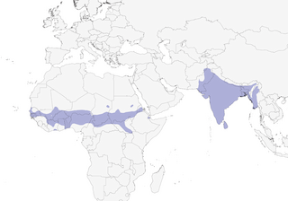 Distribution of the Rose-ringed Parakeet - Range Map
