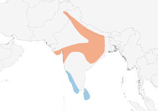 Distribution of the Indian Pitta - Range Map