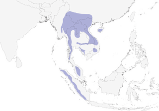 Distribution of the Silver-breasted Broadbill - Range Map