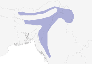 Distribution of the Gray-browed Broadbill - Range Map
