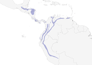 Distribution of the Slaty Antwren - Range Map