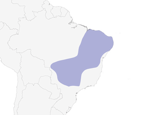 Distribution of the Planalto Slaty-Antshrike - Range Map