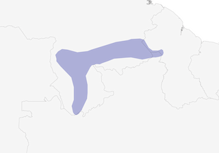 Distribution of the Streak-backed Antshrike - Range Map
