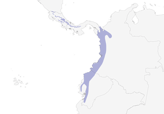 Distribution of the Zeledon's Antbird - Range Map