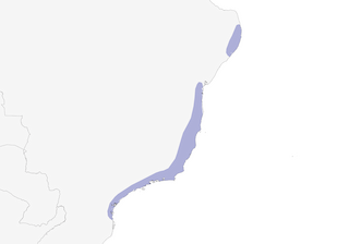 Distribution of the Black-cheeked Gnateater - Range Map