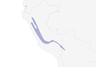 Distribution of the Stripe-headed Antpitta - Range Map