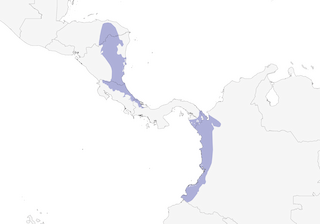 Distribution of the Thicket Antpitta - Range Map