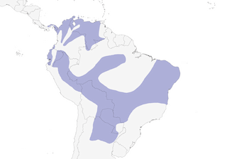 Distribution of the Red-billed Scythebill - Range Map