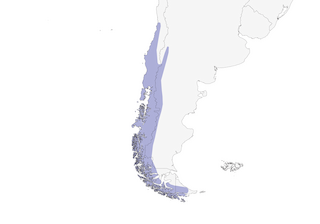 Distribution of the White-throated Treerunner - Range Map