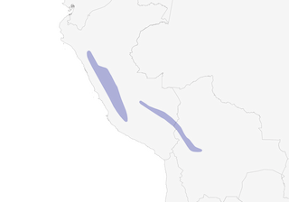 Distribution of the Streak-throated Canastero - Range Map