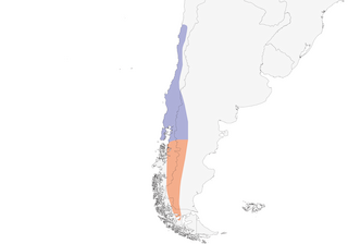 Distribution of the Rufous-tailed Plantcutter - Range Map