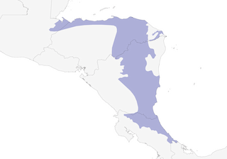 Distribution of the Gray-headed Piprites - Range Map
