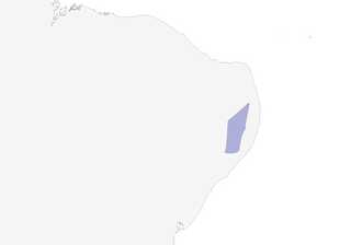 Distribution of the Alagoas Tyrannulet - Range Map
