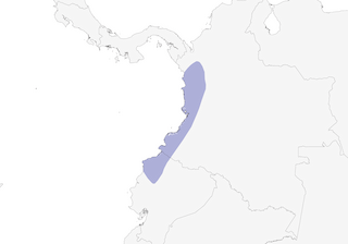 Distribution of the Pacific Flatbill - Range Map