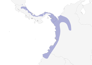 Distribution of the Black-capped Pygmy-Tyrant - Range Map