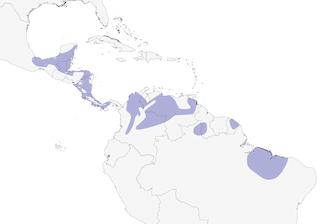 Distribution of the Slate-headed Tody-Flycatcher - Range Map