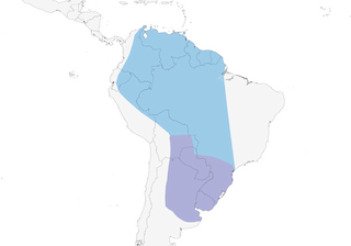 Distribution of the Small-billed Elaenia - Range Map