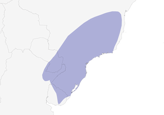 Distribution of the Olivaceous Elaenia - Range Map