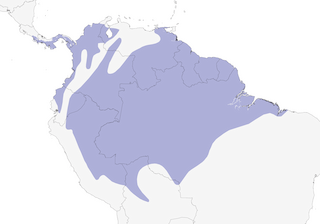 Distribution of the Yellow-crowned Tyrannulet - Range Map