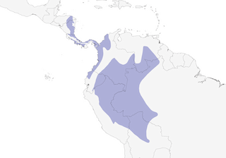 Distribution of the Gray-capped Flycatcher - Range Map
