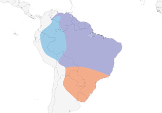 Distribution of the Variegated Flycatcher - Range Map