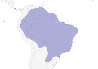 Distribution of the Short-crested Flycatcher - Range Map