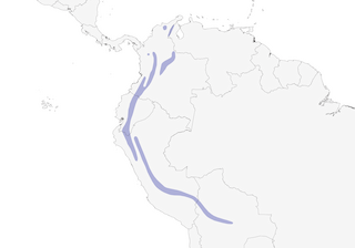 Distribution of the Rufous-breasted Chat-Tyrant - Range Map