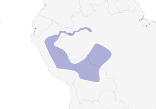 Distribution of the Little Ground-Tyrant - Range Map