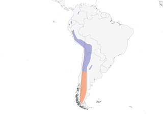 Distribution of the Spot-billed Ground-Tyrant - Range Map