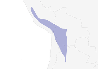 Distribution of the Puna Ground-Tyrant - Range Map