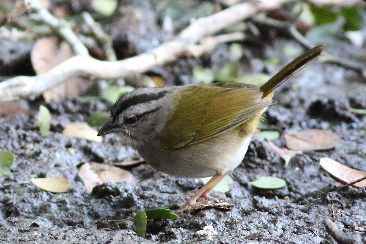 Green-backed Sparrow - Mark L. Hoffman