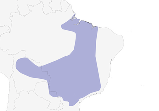 Distribution of the White-rumped Monjita - Range Map