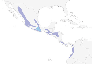 Distribution of the Tufted Flycatcher - Range Map