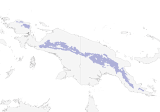 Distribution of the Papuan Treecreeper - Range Map