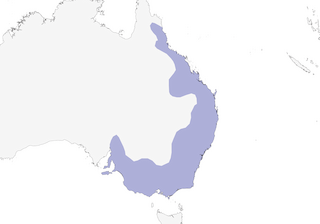 Distribution of the White-naped Honeyeater - Range Map
