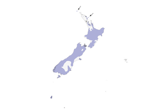 Distribution of the New Zealand Bellbird - Range Map
