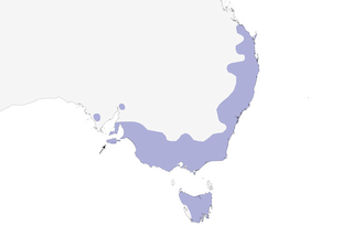 Distribution of the Little Wattlebird - Range Map