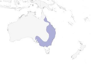 Distribution of the Yellow-faced Honeyeater - Range Map