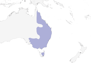 Distribution of the Noisy Miner - Range Map